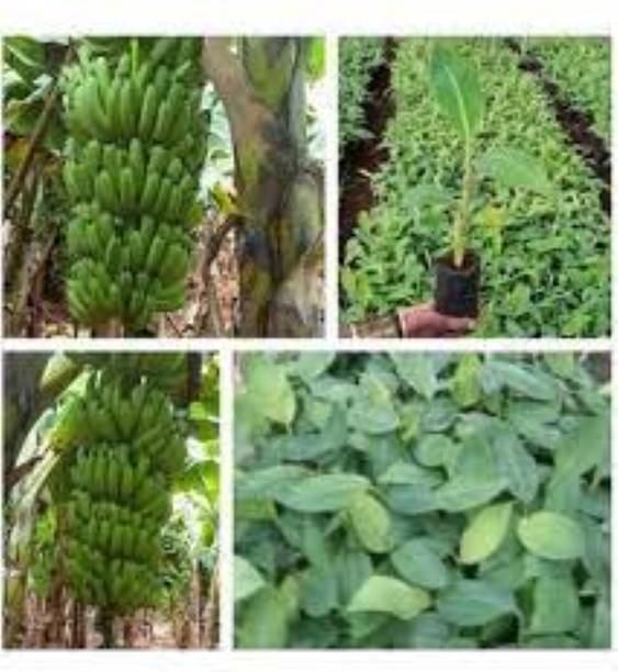 SAIQUALES Banana Plant