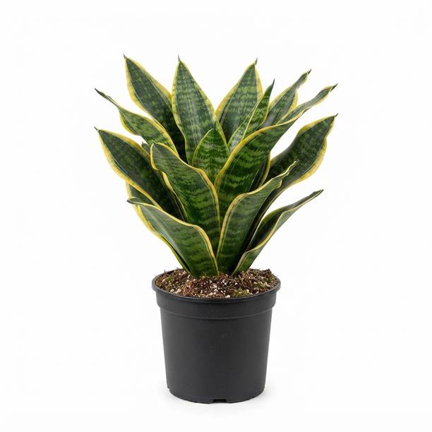 Petalpulse Snake Plant, Golden Snake Flame Plant, Green Sansevieria Snake Plant, Golden Snake Plant, Snake Superba Futura Plant