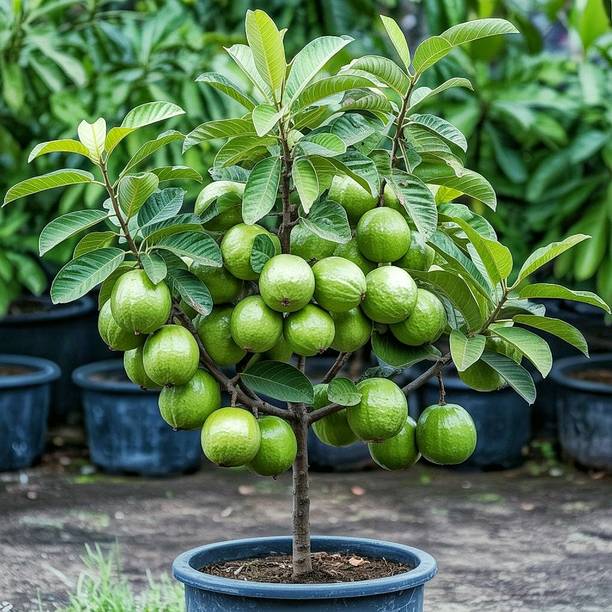 Opgarden Guava Plant