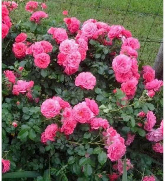 GreenyOn Rose Plant