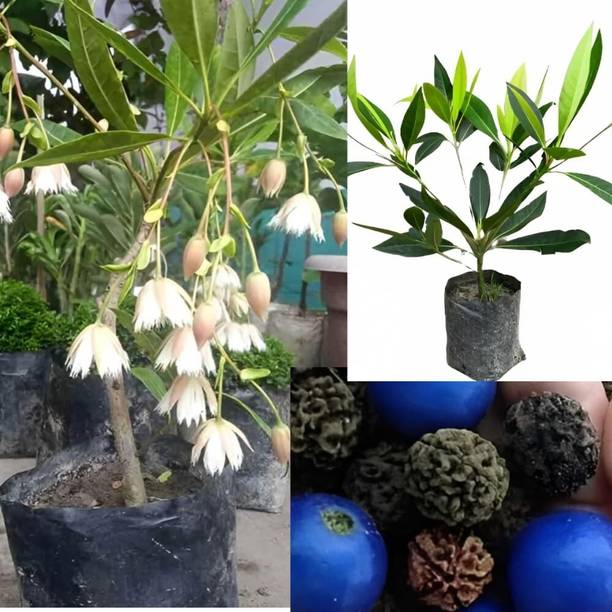 Cloud Farm Rudraksha Plant