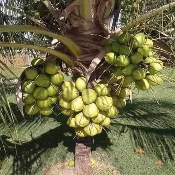 NURWORLD Coconut Plant