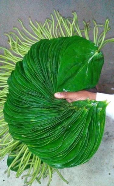 Natura Greenhouse Betel Leaf Plant