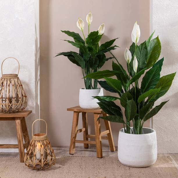 SUWAMABACHI Peace Lily Plant