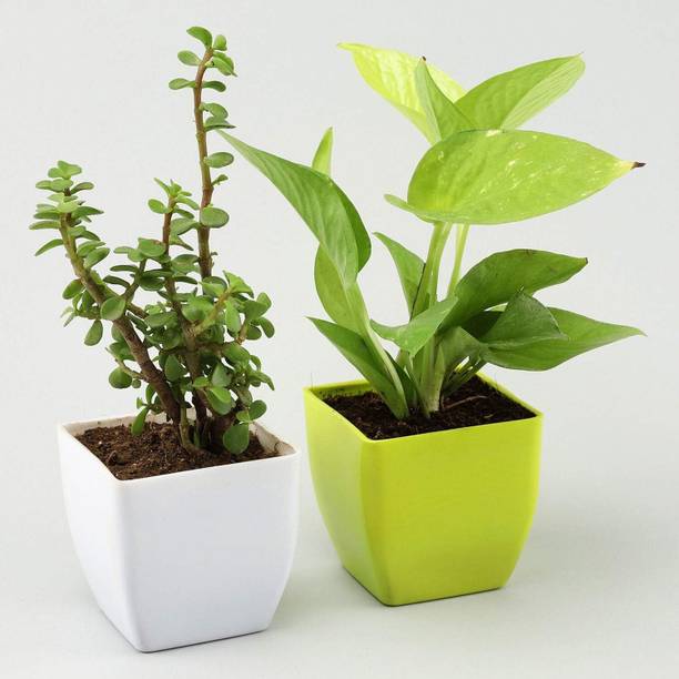 JESAA GREENS Money Plant, Jade Plant