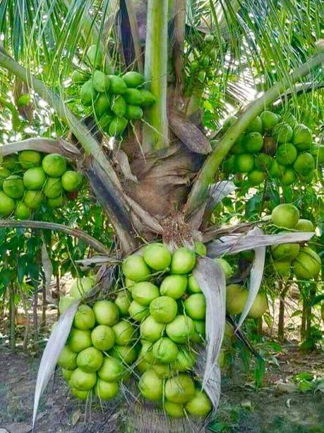 Thai Verity Coconut Plant