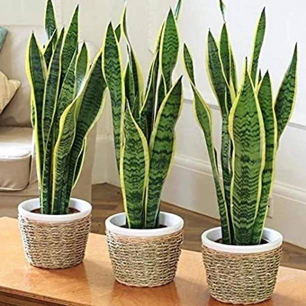 FUEGOASIS Snake Plant