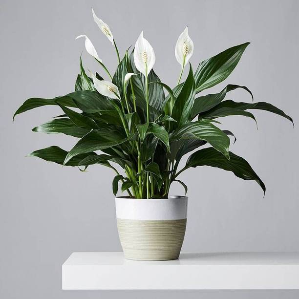 greenhousestore Lily Plant