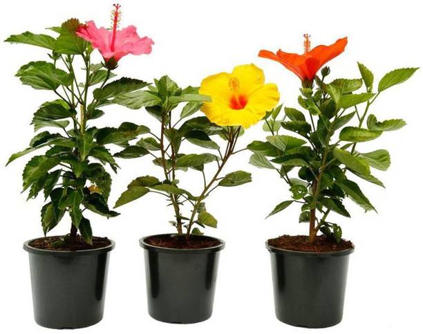 Cloud Farm Hibiscus Plant