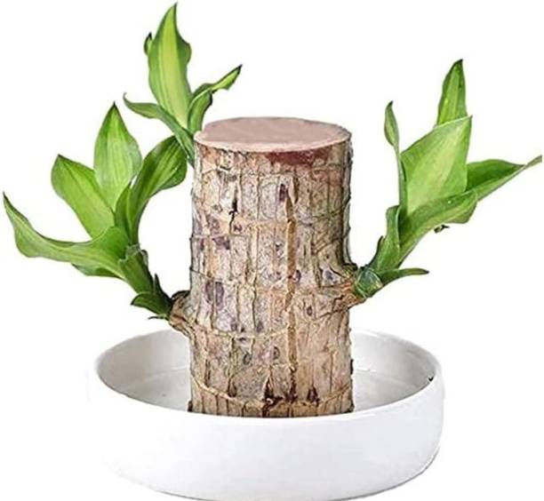 सुमंपलांट ब्राज़ीलियन वुड पौधा