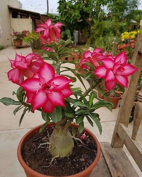 S SIKDER STORE Adenium Plant