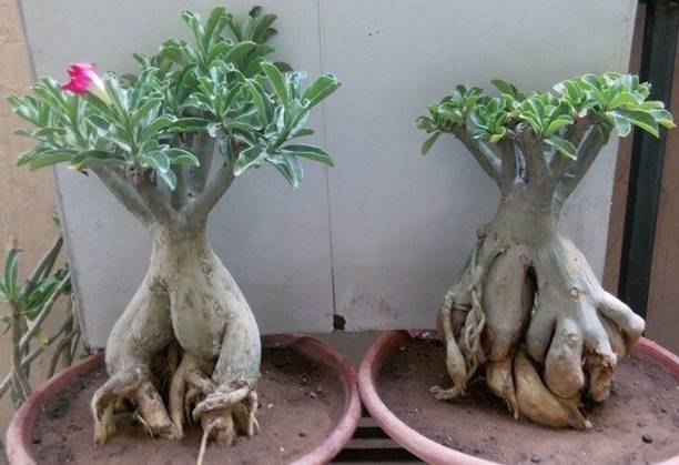 Barnaby Adenium Plant