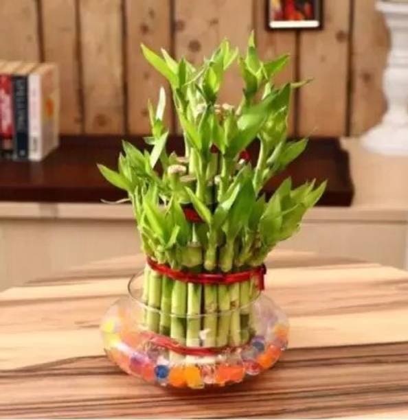 JASSI FLORA Three Layer Bamboo Plant