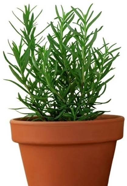 Cloud Farm Rosemary Plant
