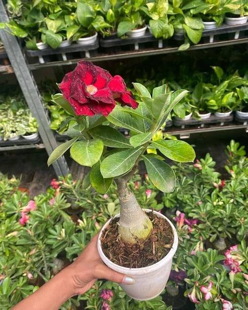 RasmoniGreen Adenium Plant