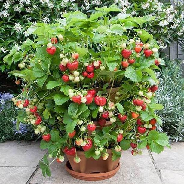 GREENCITY Strawberry Plant