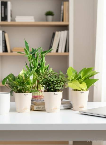 UGAOO Jade Plant, Variegated Money Plant, Golden Money Plant, Two Layer Bamboo Plant