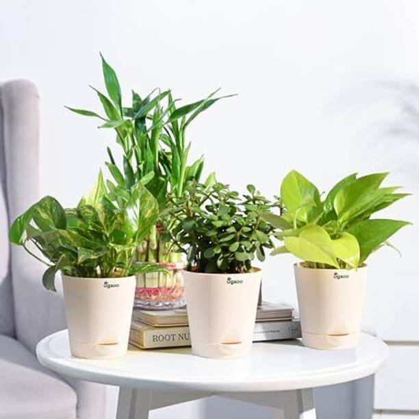 UGAOO Jade Plant, Variegated Money Plant, Golden Money Plant, Two Layer Bamboo Plant