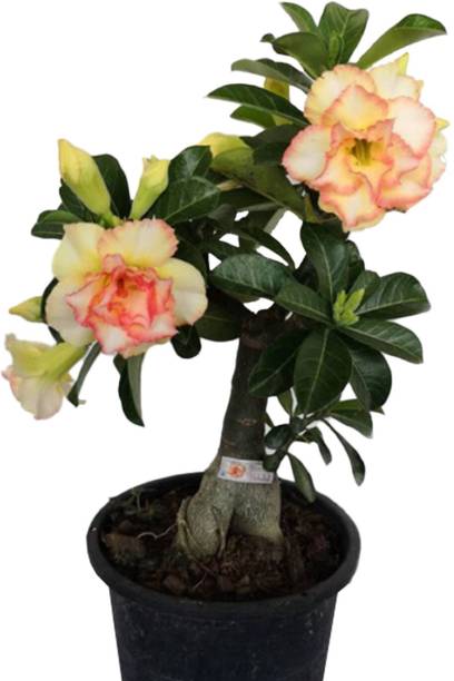 Cloud Farm Adenium Plant