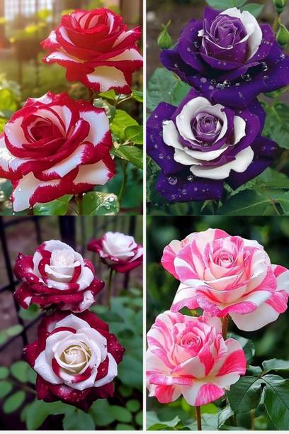 MAQINPLANTHOUSE Rose Plant