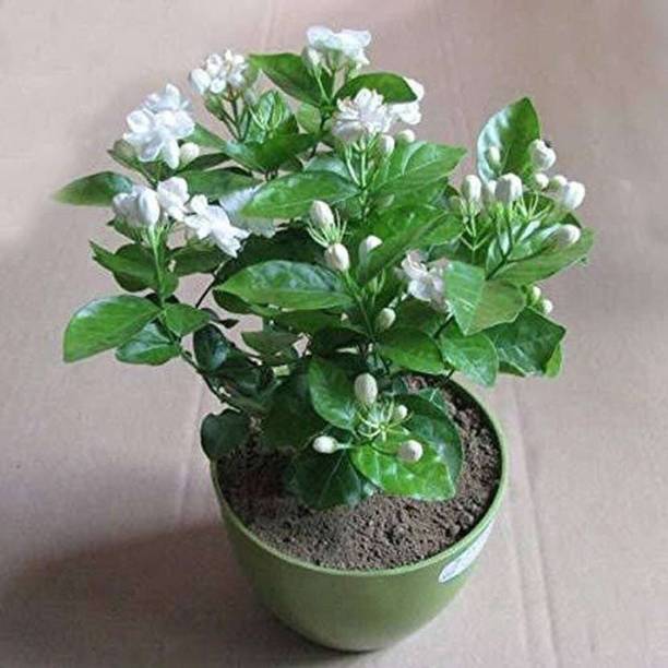 PetalPath Jasmine Plant