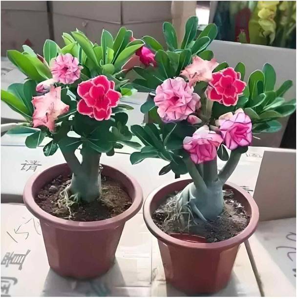 sspykrts Adenium Plant