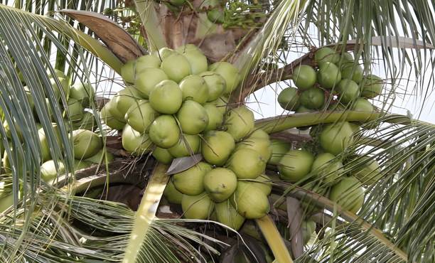 Manjunursery Coconut Plant
