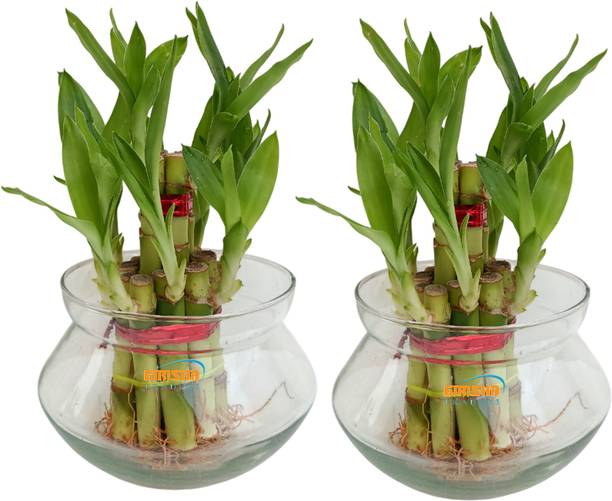 GIRISHA TRADERS Two Layer Bamboo Plant, Lucky Bamboo Plant