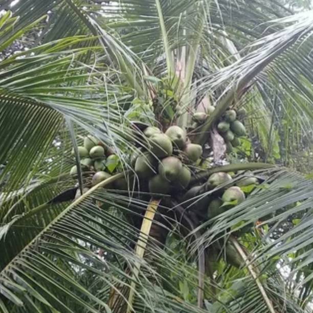 Hug A Plant Coconut Plant