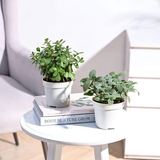 UGAOO Jade Plant, Fittonia plant