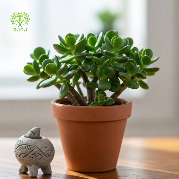 RJPJ Jade Plant