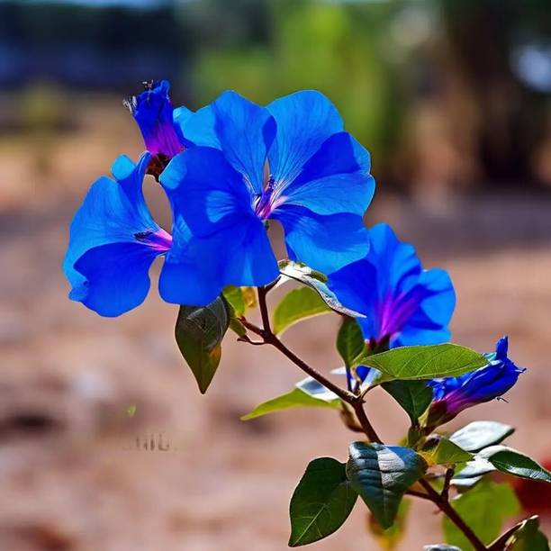 Cloud Farm Bougainvillea Plant
