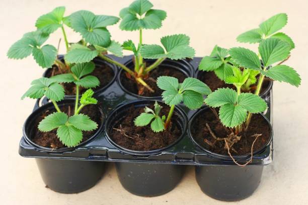 rimardmistu Strawberry Plant