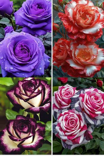 BREEZY BLOOMS Rose Plant