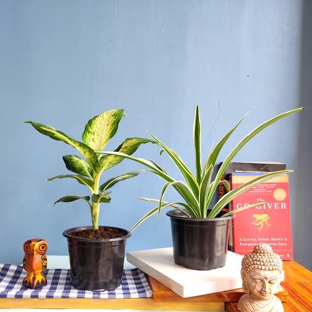 FALIANURSERY Spider Plant