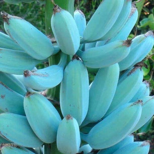 Wrenna Banana Plant