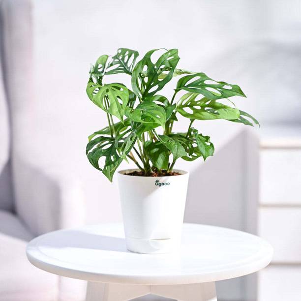 UGAOO Broken Heart Plant