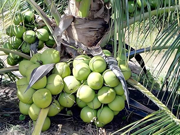 Green view Coconut Plant