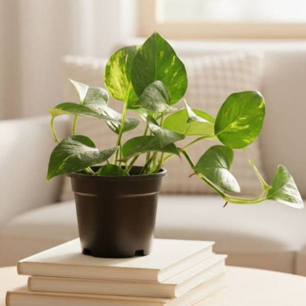 DEY CRAFT Money Plant