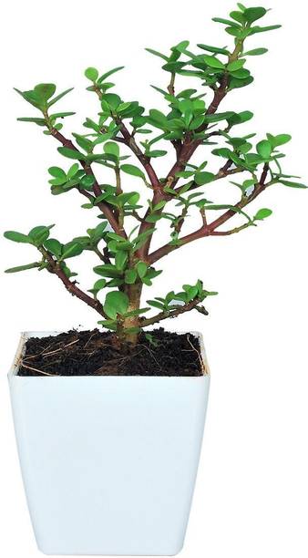 Wrenna Jade Plant