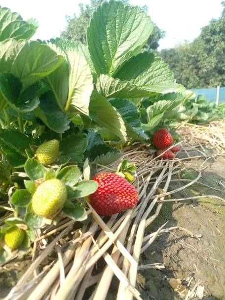 Pune varieties strawberry Strawberry Plant