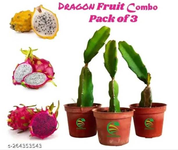 SOHA ENTERPRISE Dragon Tree
