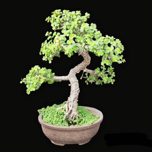 Aclipastal Jade Plant