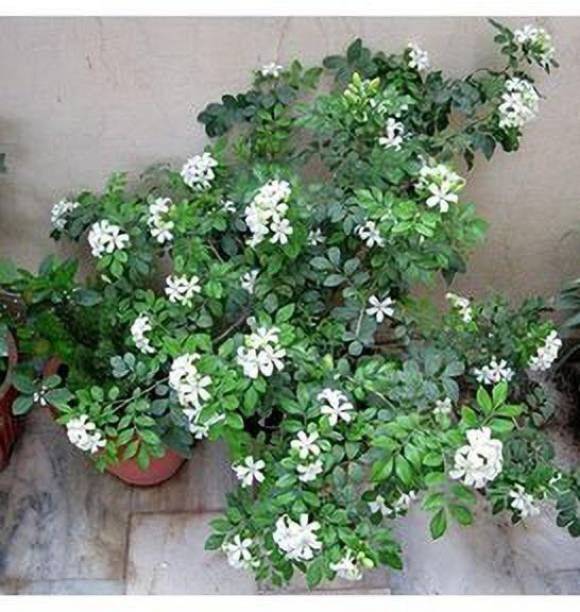 Aclipastal Jasmine Plant