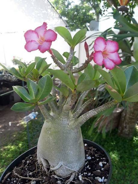 SHREYAGREEN Adenium Plant