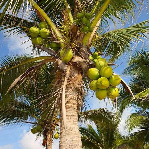 PB EVERGREEN Coconut Plant