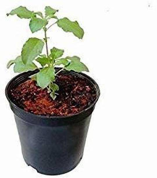 Cloud Farm Tulsi Plant