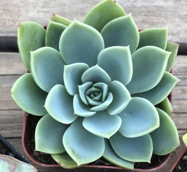 Tha Live root Acheveria Money Plant