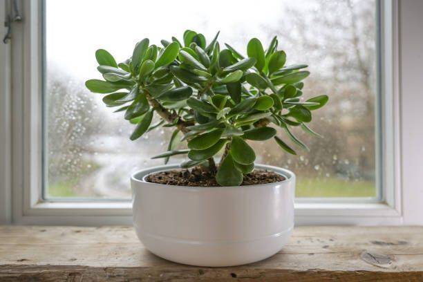 PLANTORIA Jade Plant