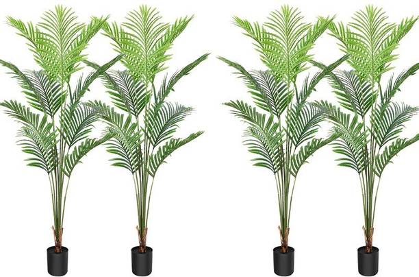 BALA PLANT CREATION Areca Palm